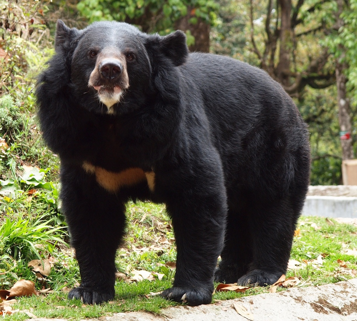 Asiatic Black Bear foraging for food in the forest undergrowth.