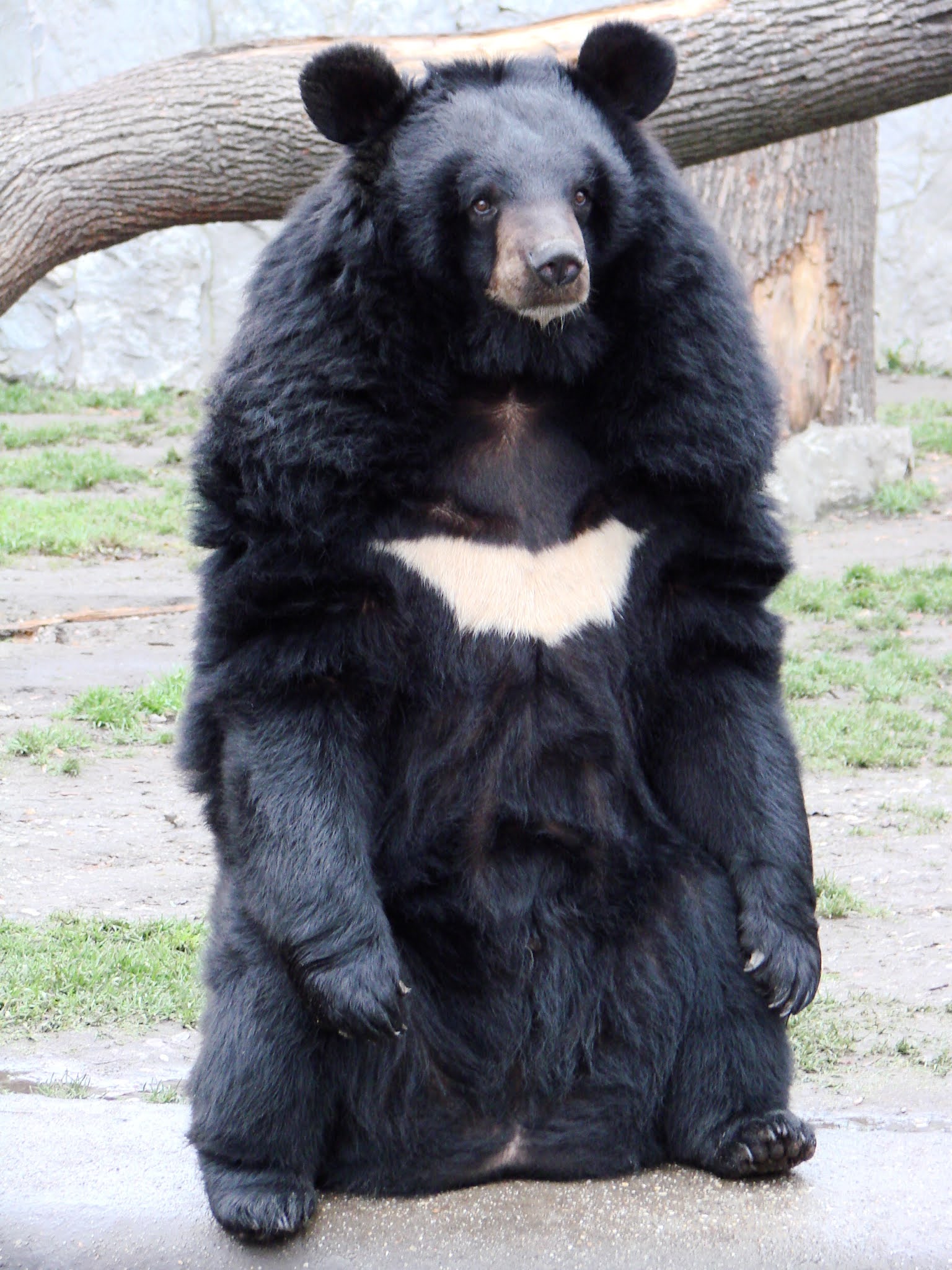 Close-up of an Asiatic Black Bear's chest showing the crescent moon-shaped white fur.