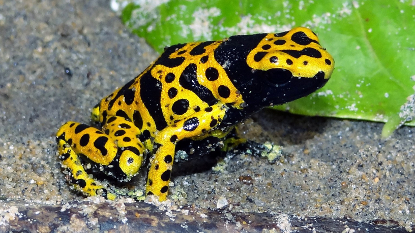 Poison Dart Frog