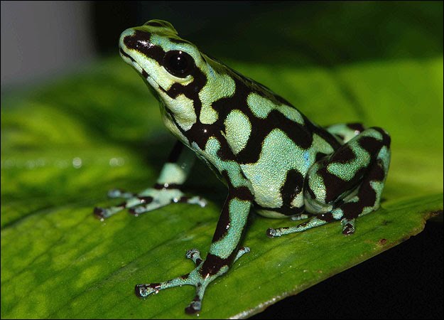 Blue Poison Dart Frog (Dendrobates tinctorius "azureus") showing its black-spotted skin.