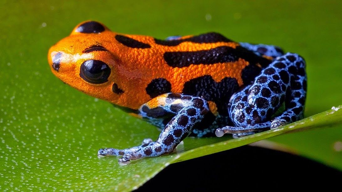 Strawberry Poison Dart Frog