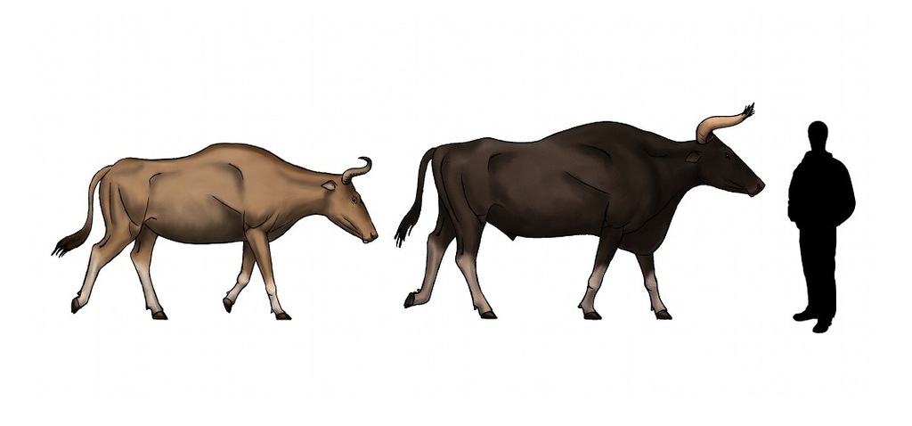 A digital reconstruction or a vintage photo of the Kouprey, Cambodia's national animal, in the dry forests.