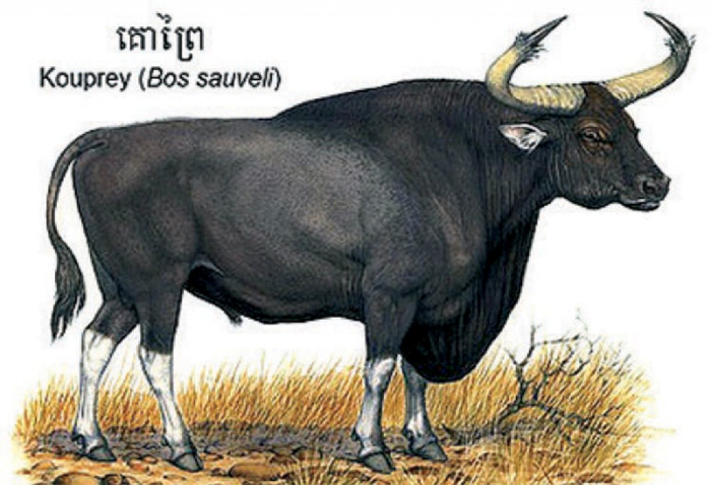 A digital reconstruction or a vintage photo of the Kouprey, Cambodia's national animal, in the dry forests.