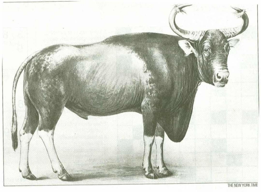 Hand-drawn sketch of a male Kouprey showing its frayed horns and long dewlap. (រូបគំនូរដៃនៃគោព្រៃឈ្មោល បង្ហាញពីស្នែងបែកជក់ និងបំពង់កវែង។)