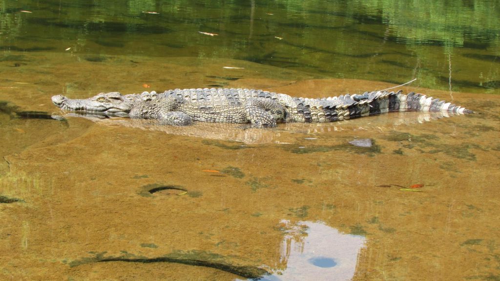 Siamese Crocodile Crocodylus siamensis in the wild Cardamom Mountains Cambodia