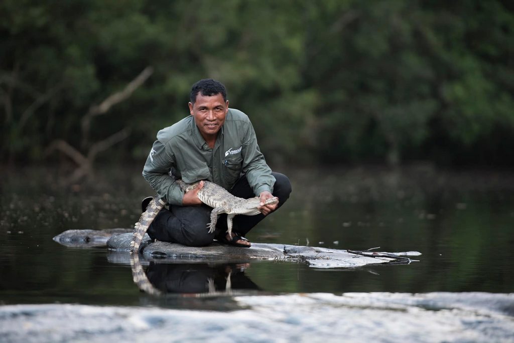 Conservationists measuring a Siamese crocodile for research in Cambodia.