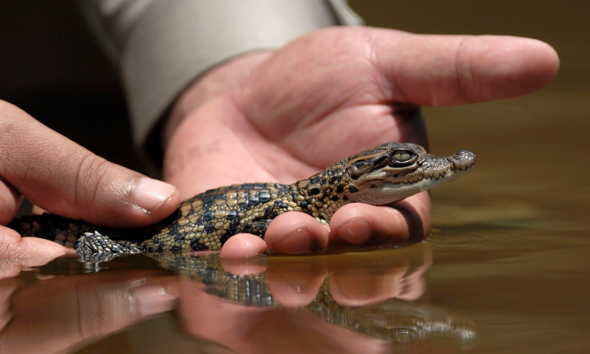 Close-up of a baby Siamese crocodile released back into the wild.