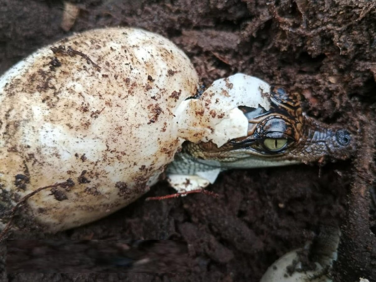 Close-up of a baby Siamese crocodile released back into the wild.