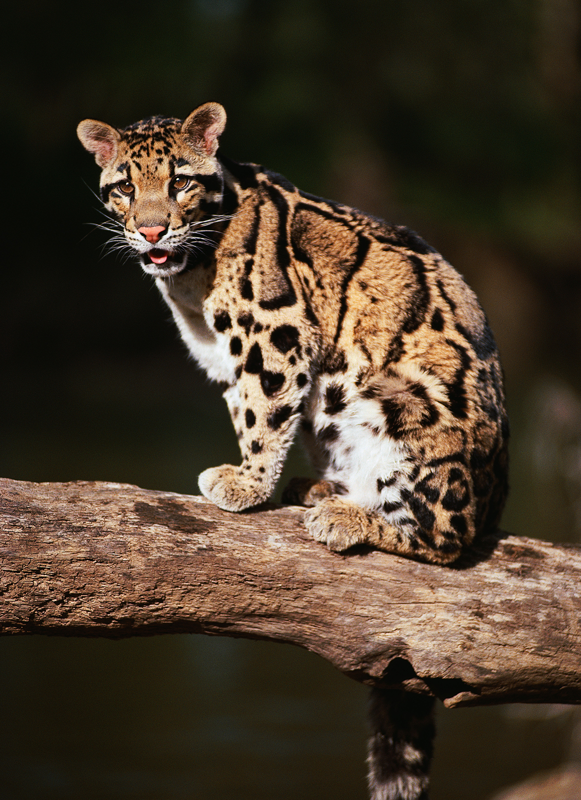 The Clouded Leopard: Cambodia’s Modern-Day Saber-Toothed Tiger