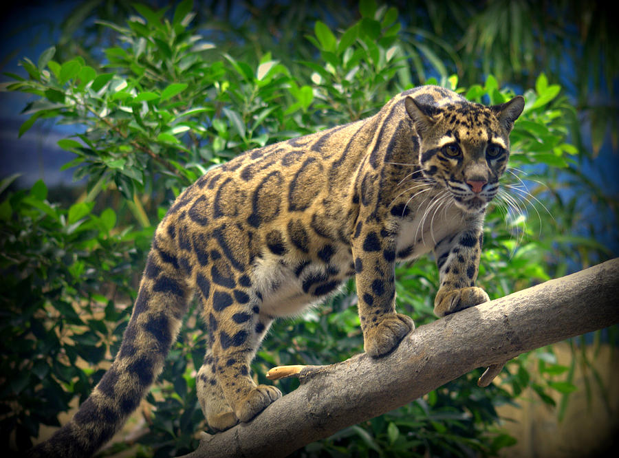 The Clouded Leopard: Cambodia’s Modern-Day Saber-Toothed Tiger