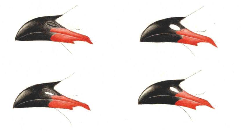 An Oriental Pratincole standing on an open field, showing its distinctive red gape and long pointed wings.