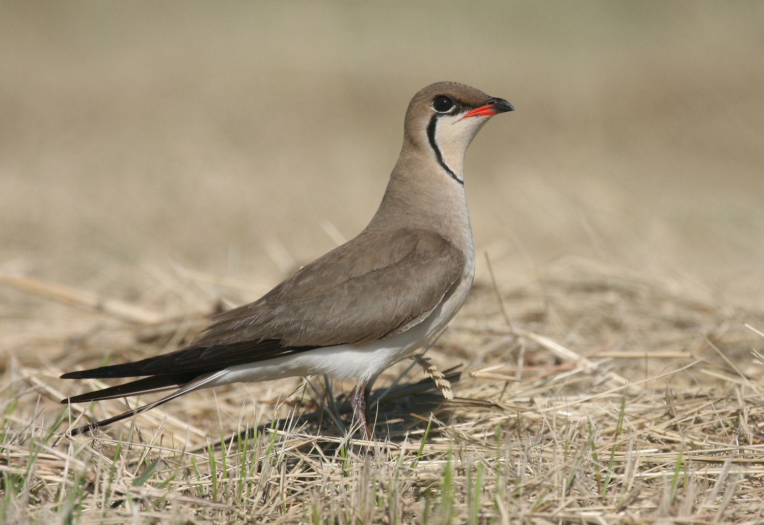 An Oriental Pratincole standing on an open field, showing its distinctive red gape and long pointed wings.