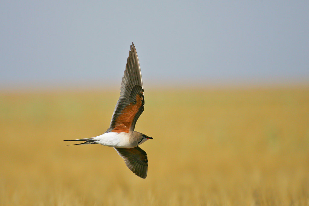 An Oriental Pratincole standing on an open field, showing its distinctive red gape and long pointed wings.