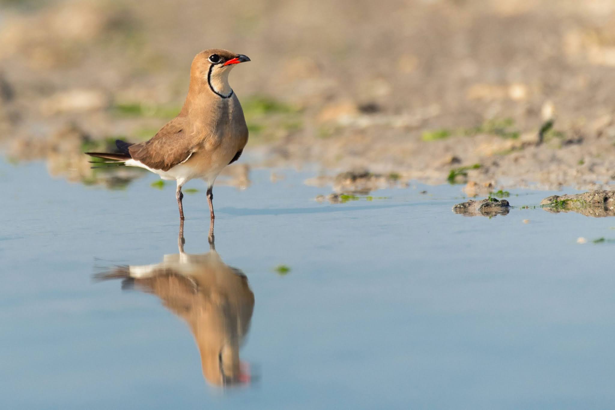 An Oriental Pratincole standing on an open field, showing its distinctive red gape and long pointed wings.