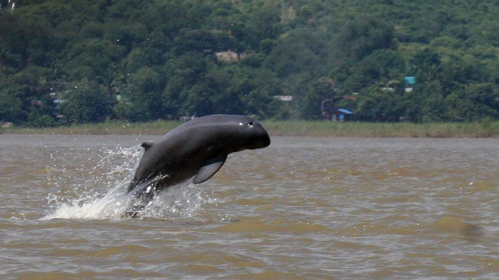 Close-up of an Irrawaddy dolphin swimming in the Mekong River, showing its smooth skin and lack of a beak.