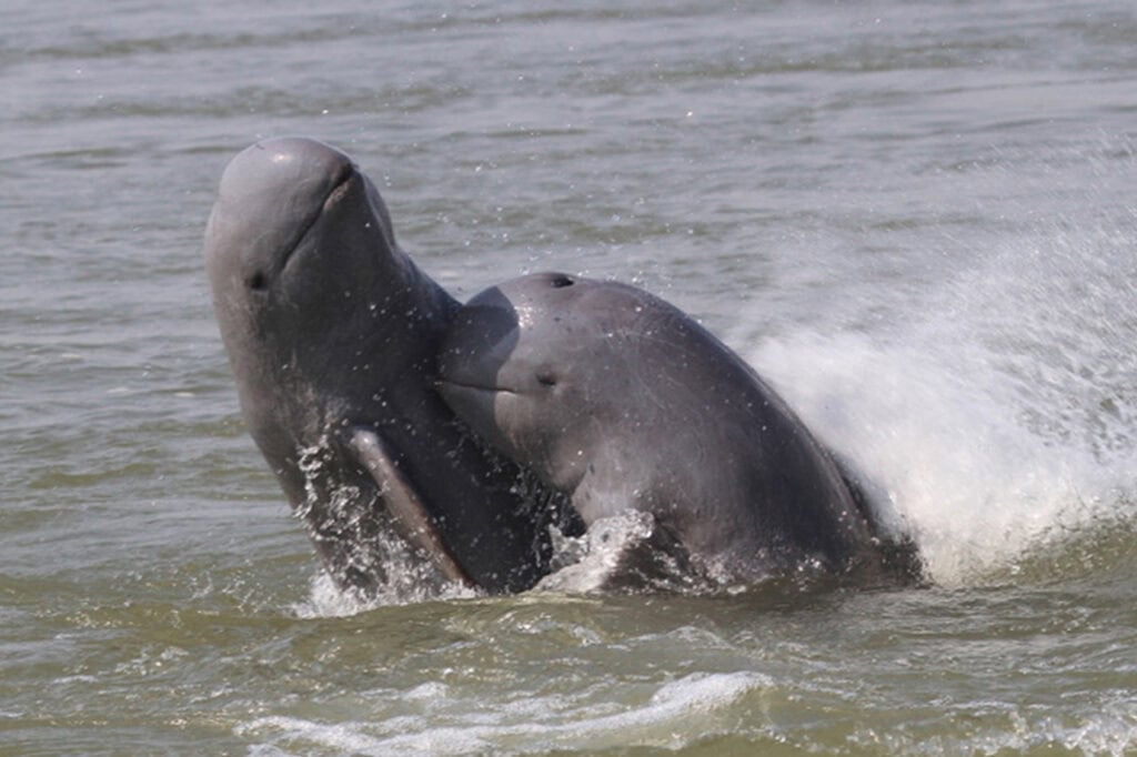 Close-up of an Irrawaddy dolphin swimming in the Mekong River, showing its smooth skin and lack of a beak.