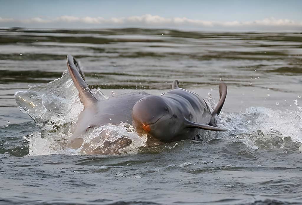 Close-up of an Irrawaddy dolphin swimming in the Mekong River, showing its smooth skin and lack of a beak.