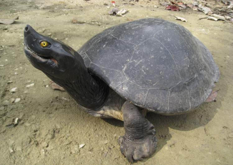 A Southern River Terrapin (Royal Turtle) swimming in a protected conservation pond in Cambodia.