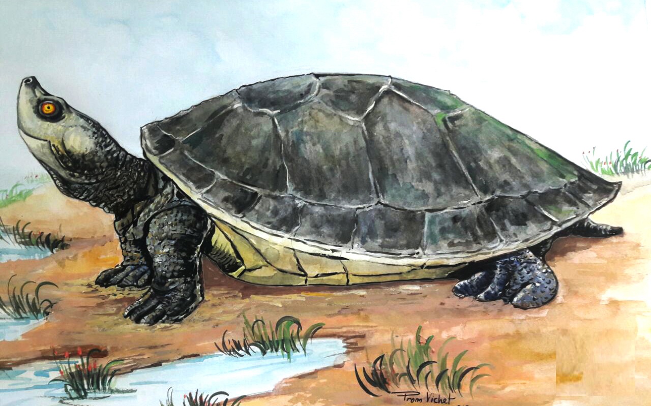 A Southern River Terrapin (Royal Turtle) swimming in a protected conservation pond in Cambodia.