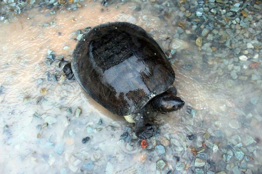 A Southern River Terrapin (Royal Turtle) swimming in a protected conservation pond in Cambodia.