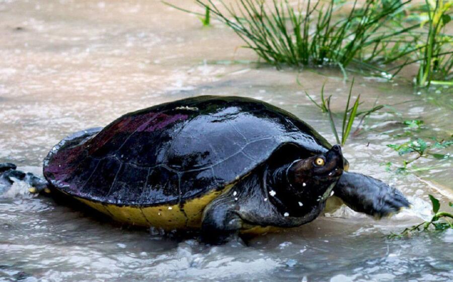 A Southern River Terrapin (Royal Turtle) swimming in a protected conservation pond in Cambodia.
