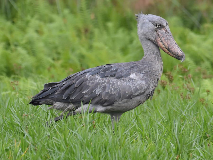 The Shoebill: A Living Dinosaur