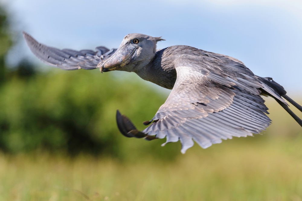 The Shoebill: A Living Dinosaur