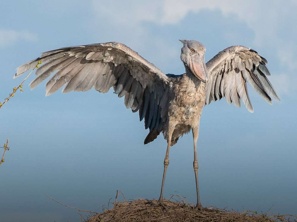 The Shoebill: A Living Dinosaur