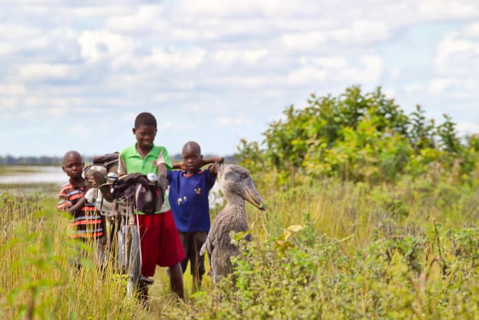 The Shoebill: A Living Dinosaur