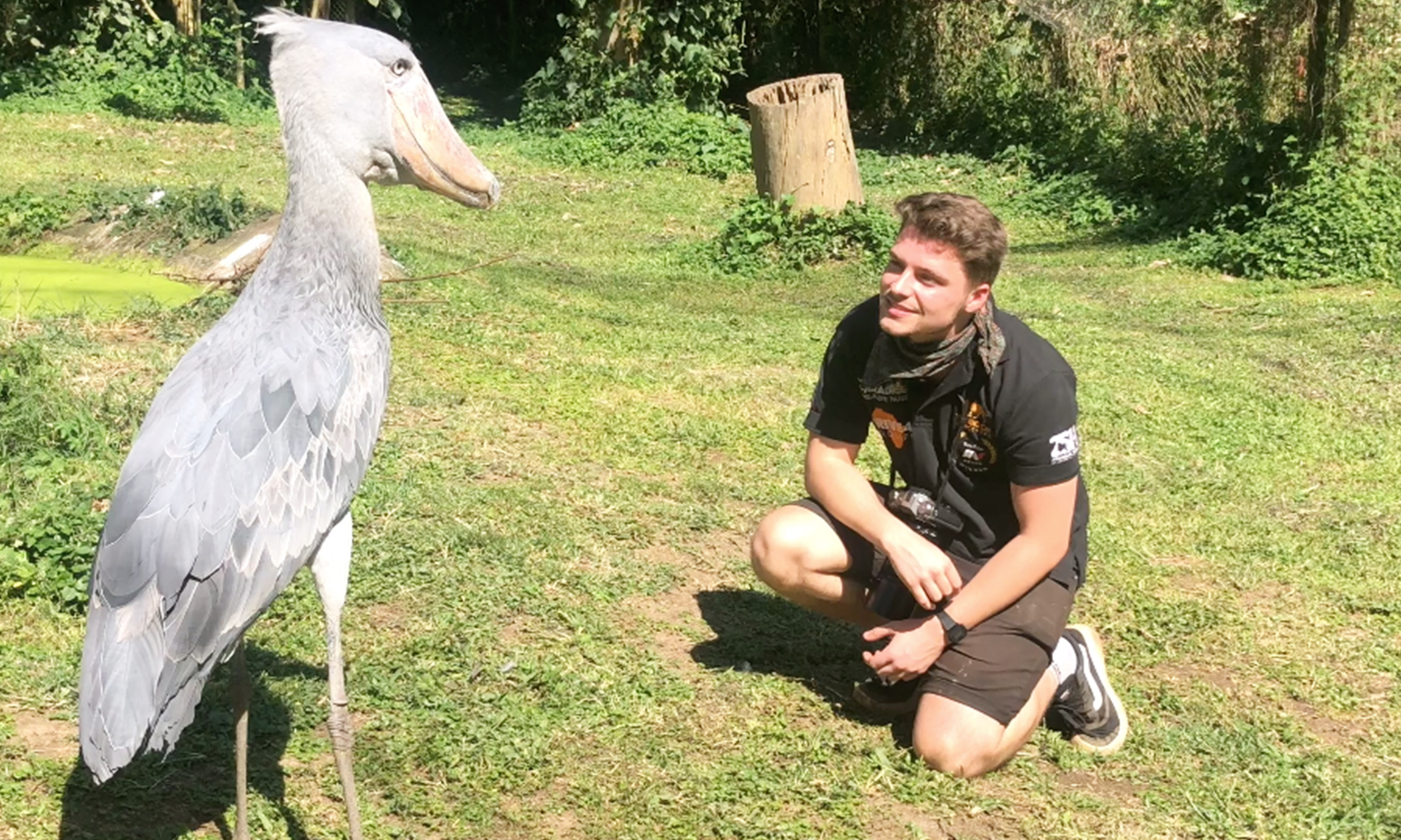 The Shoebill: A Living Dinosaur