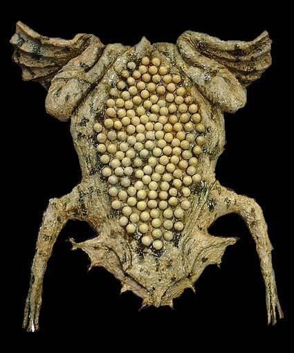 surinam-toad-pipa-pipa-weirdest-birth