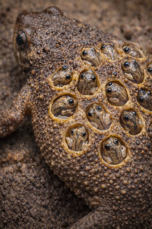 surinam-toad-pipa-pipa-weirdest-birth