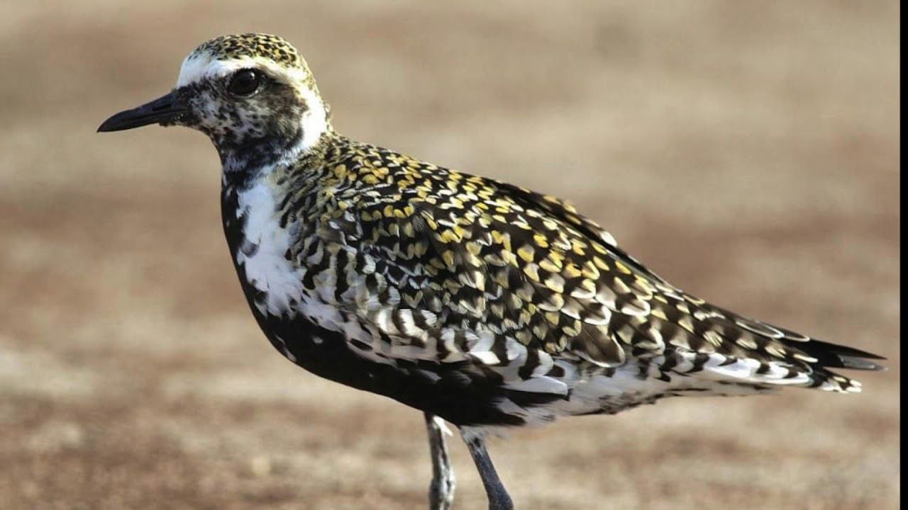 Close-up of Pacific Golden Plover showing its golden-flecked feathers on its back.