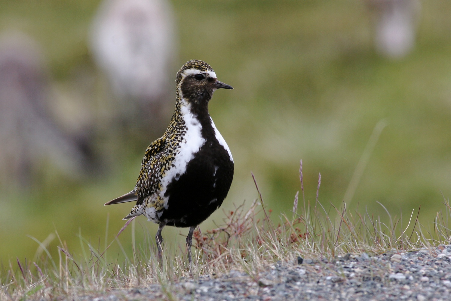 Pacific Golden Plovers