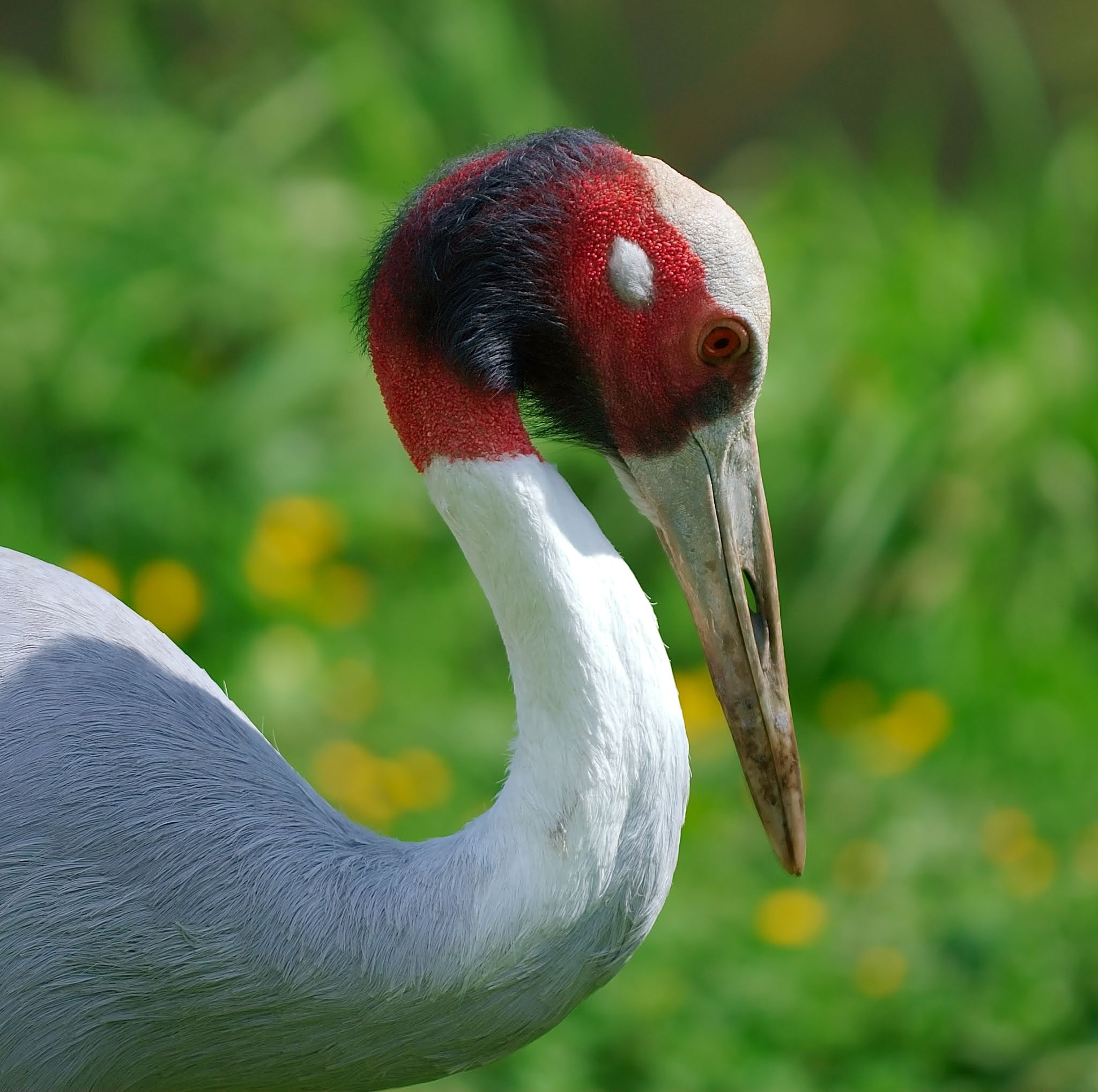 Close-up of a Sarus Crane's head showing the vibrant red skin and its long beak.