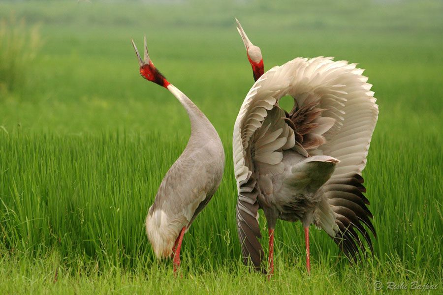 Sarus Cranes performing a mating dance in the wetlands of Anlung Pring.