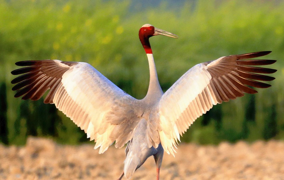 Sarus Cranes performing a mating dance in the wetlands of Anlung Pring.