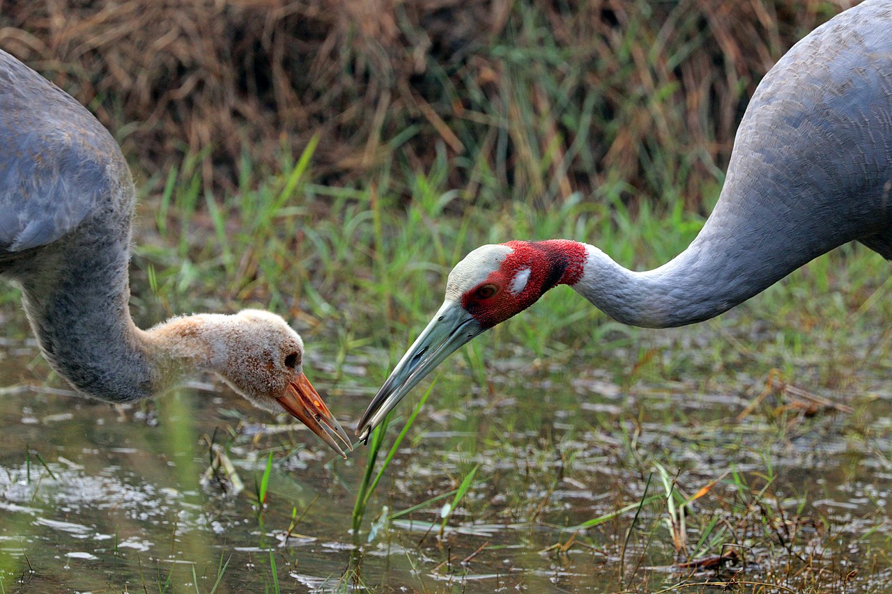 A family of Sarus Cranes with a young chick in the grassland.