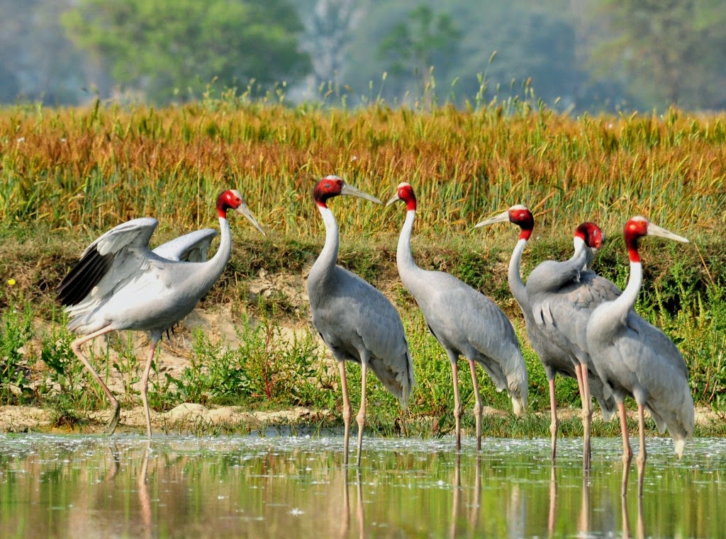 Sarus Cranes performing a mating dance in the wetlands of Anlung Pring.