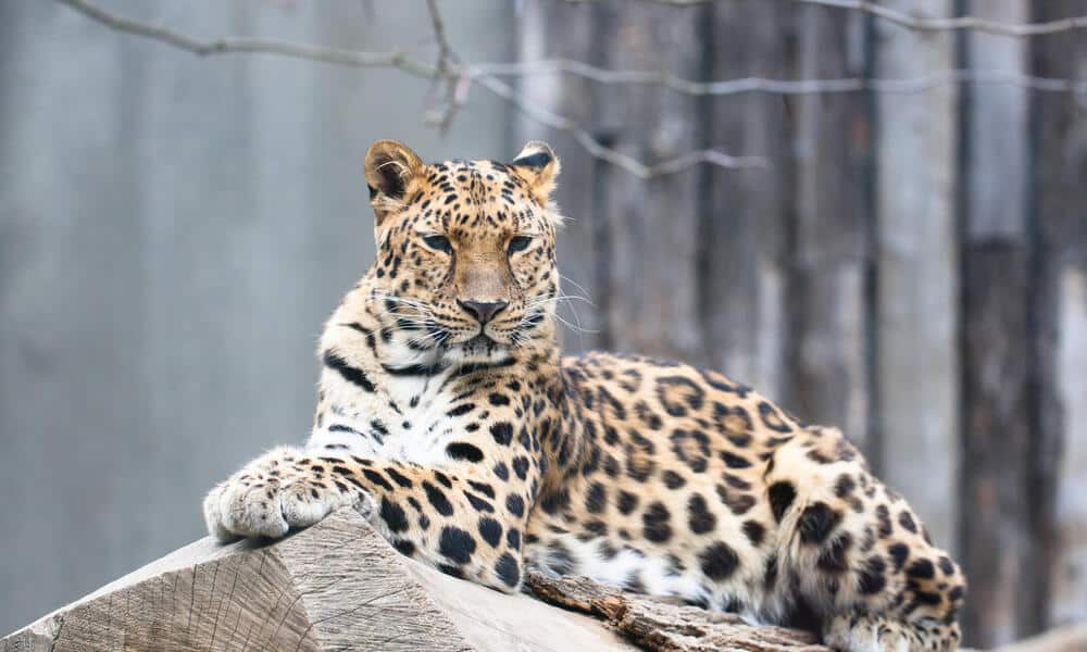 Amur Leopard jumping between rocky cliffs in a snowy forest.