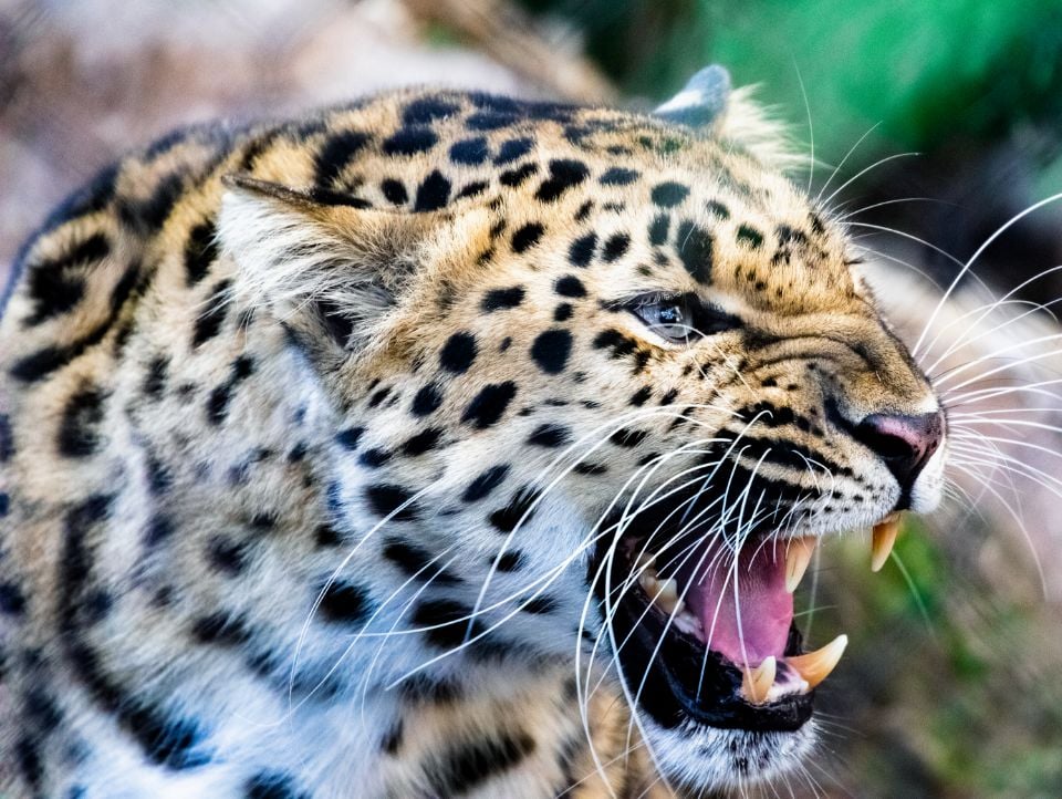 Close-up of an Amur Leopard's face, highlighting its blue-green eyes and thick fur.