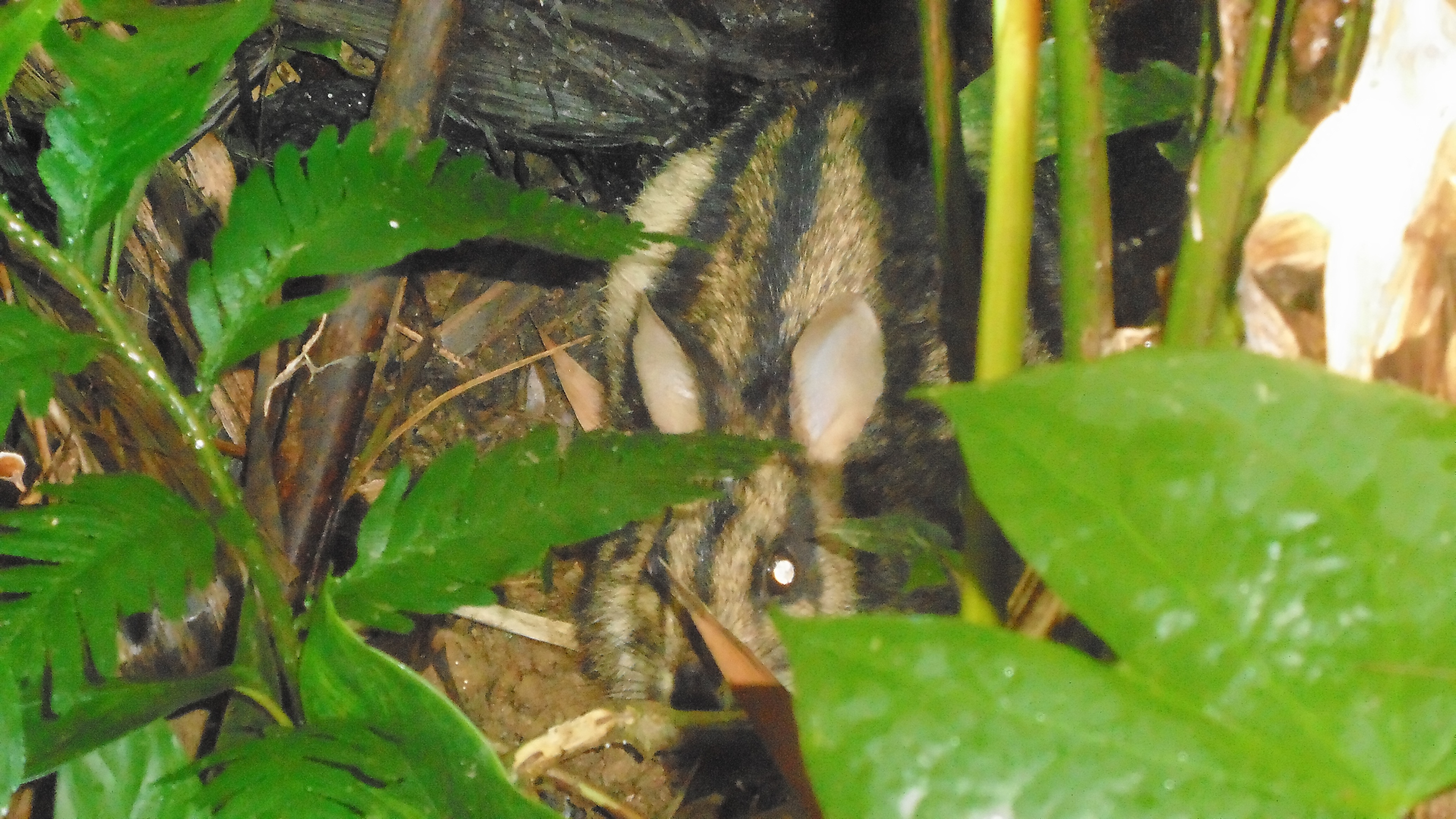High-quality trail camera photo of the Annamite Striped Rabbit in Virachey National Park.