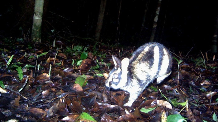 High-quality trail camera photo of the Annamite Striped Rabbit in Virachey National Park.