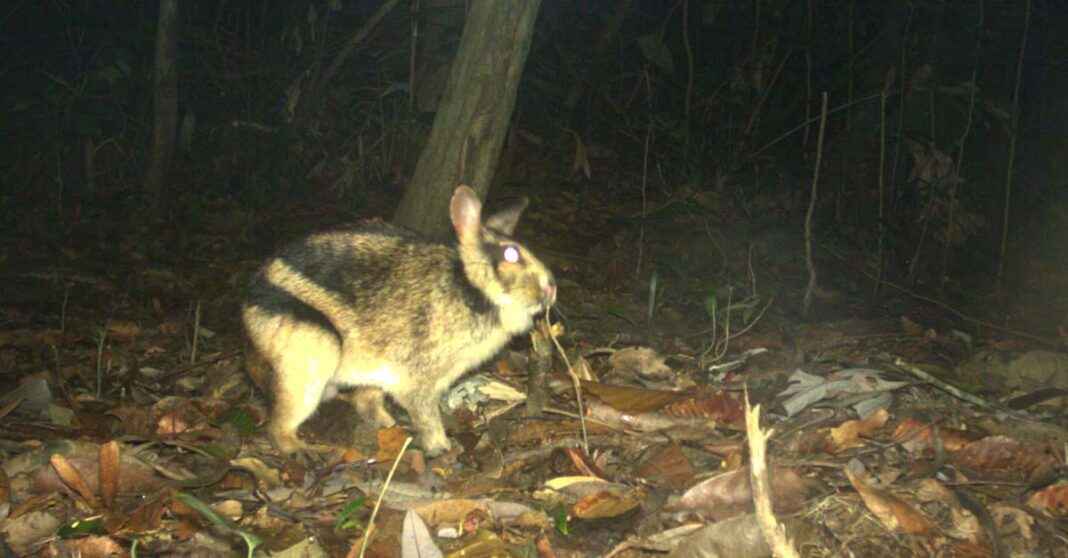 High-quality trail camera photo of the Annamite Striped Rabbit in Virachey National Park.