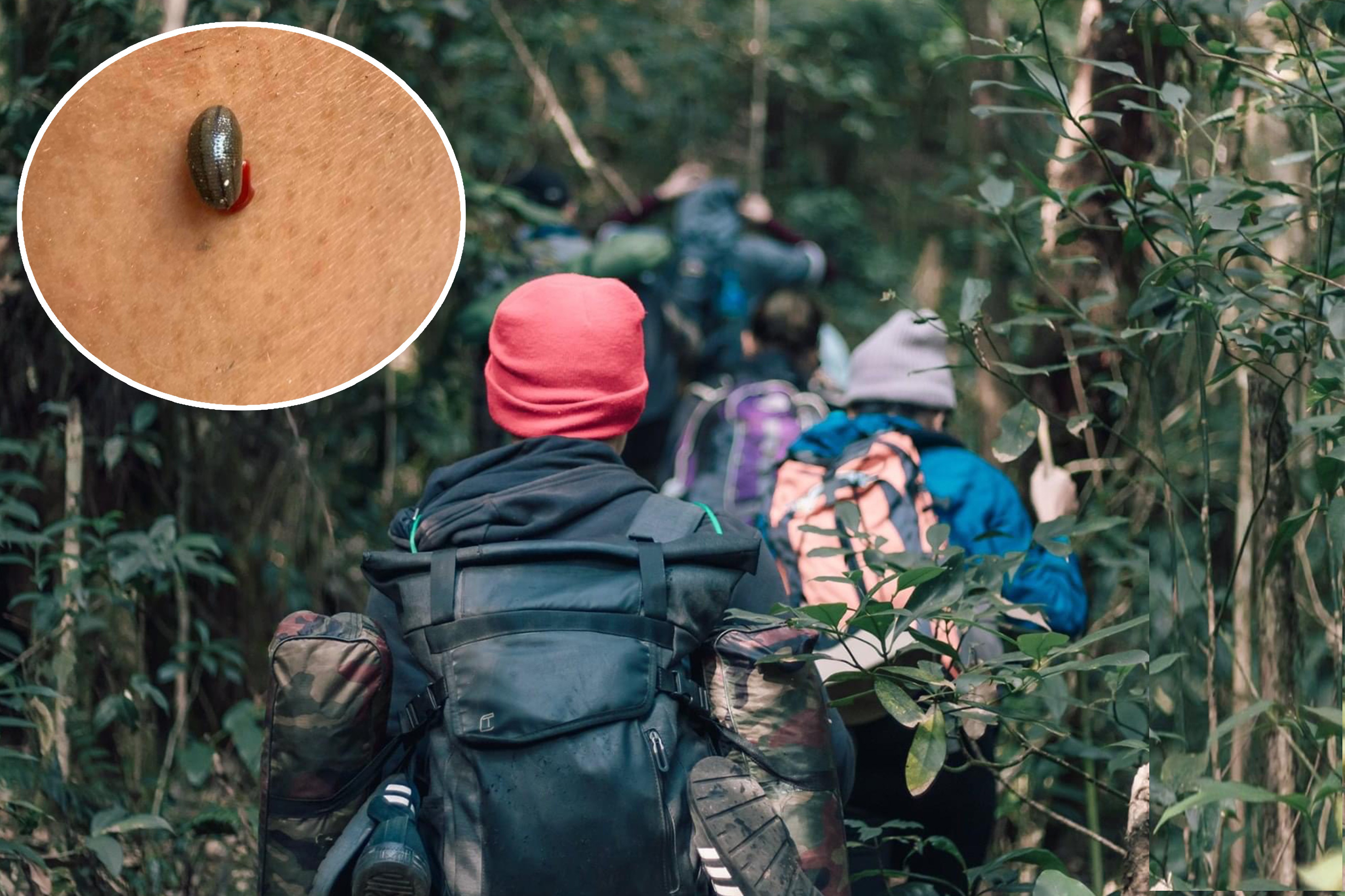 Trekking trail through the dense evergreen forest of Chi Phat, Koh Kong.