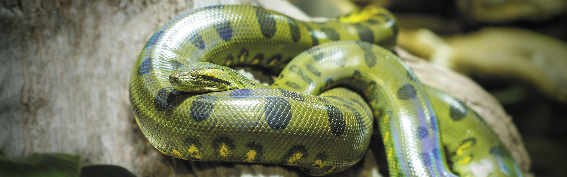 Green Anaconda's size