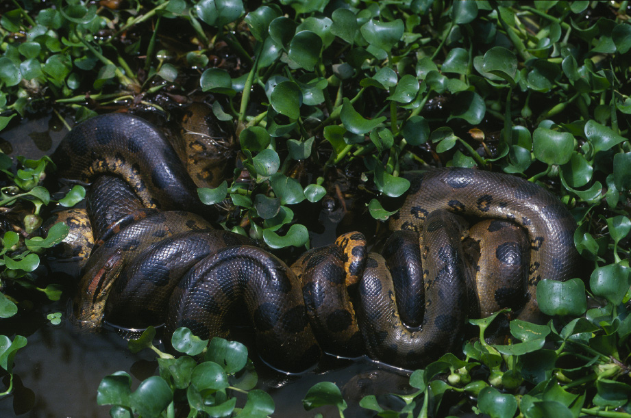 Green Anaconda's size