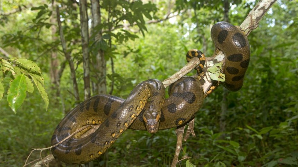 Green Anaconda's size