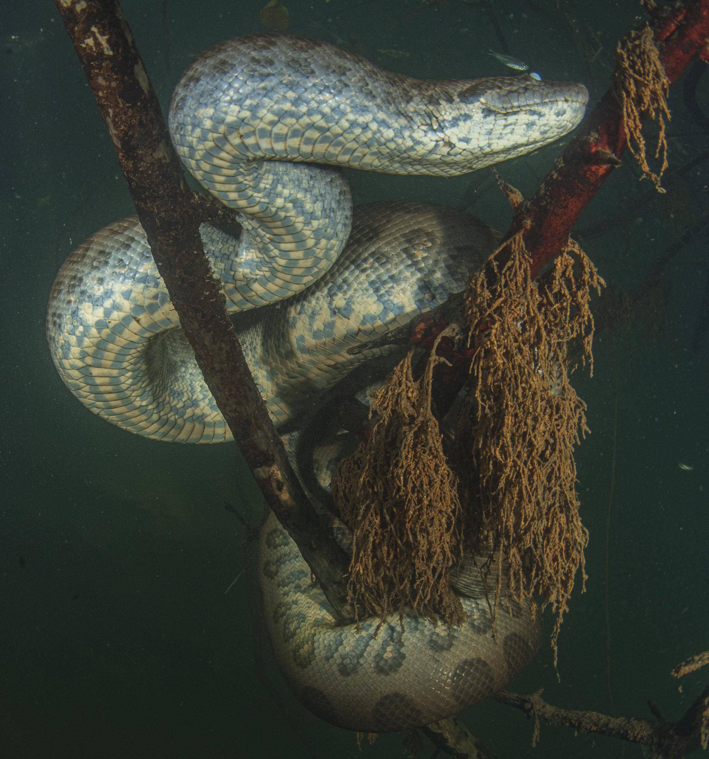 Green Anaconda's size