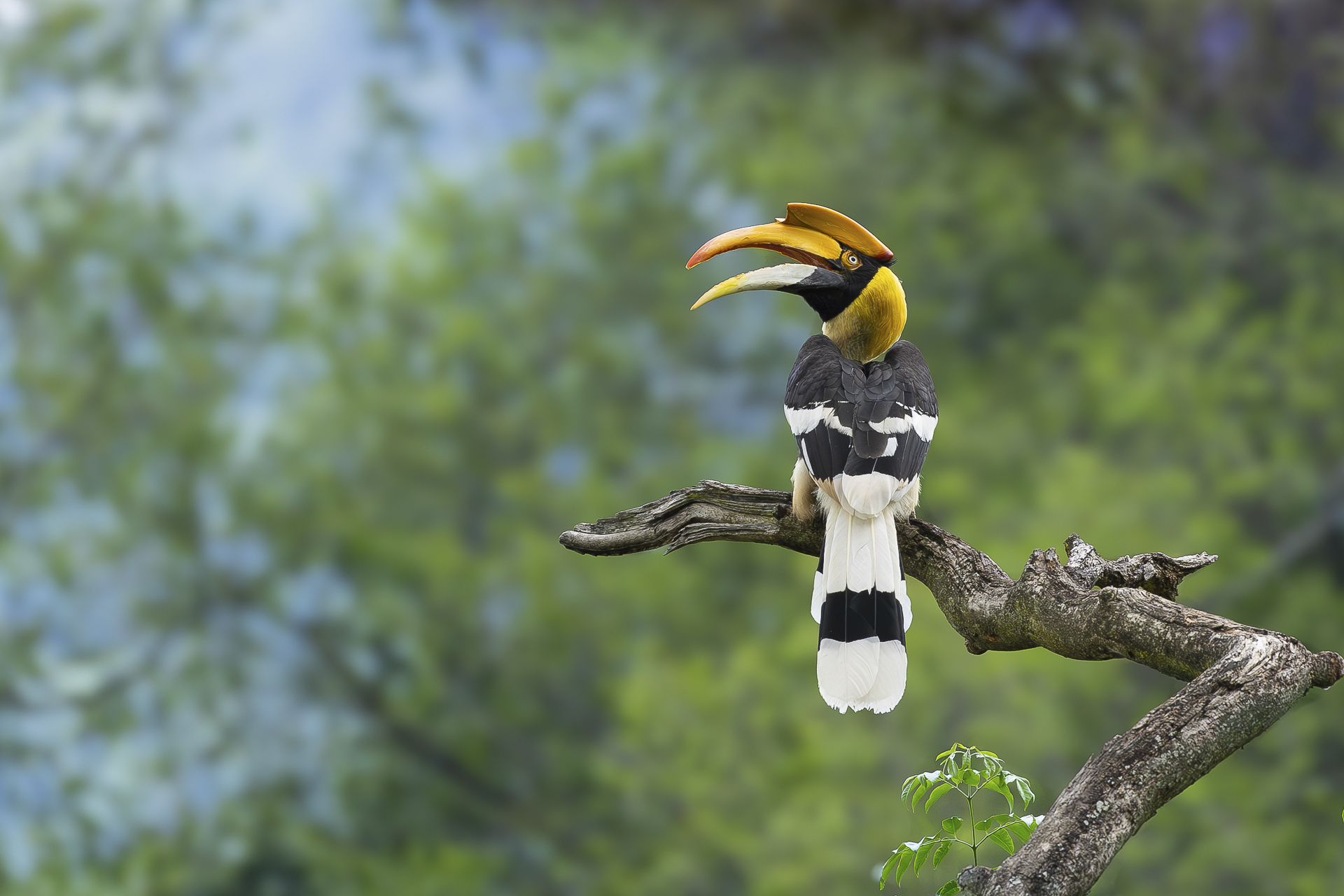 The Great Hornbill: The Romantic "Farmer of the Forest" in Cambodia